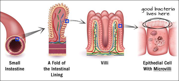 how-digestion-works