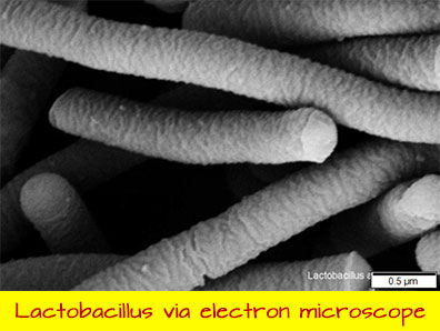 lacto-electron-microscope
