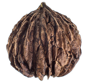 blackwalnut