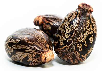 castor-bean