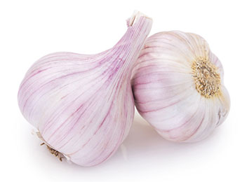 garlic2