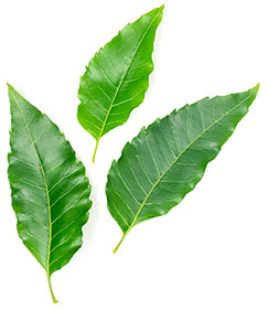 neem2