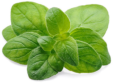 oregano2