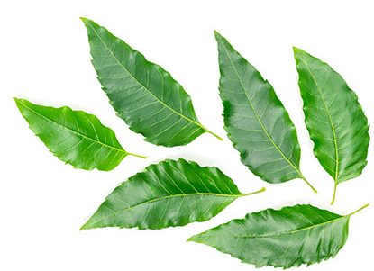 neem2-e1613442587378